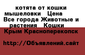 котята от кошки мышеловки › Цена ­ 10 - Все города Животные и растения » Кошки   . Крым,Красноперекопск